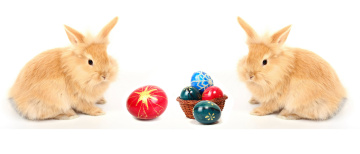 Картинка животные кролики +зайцы пара easter яйцо пасха
