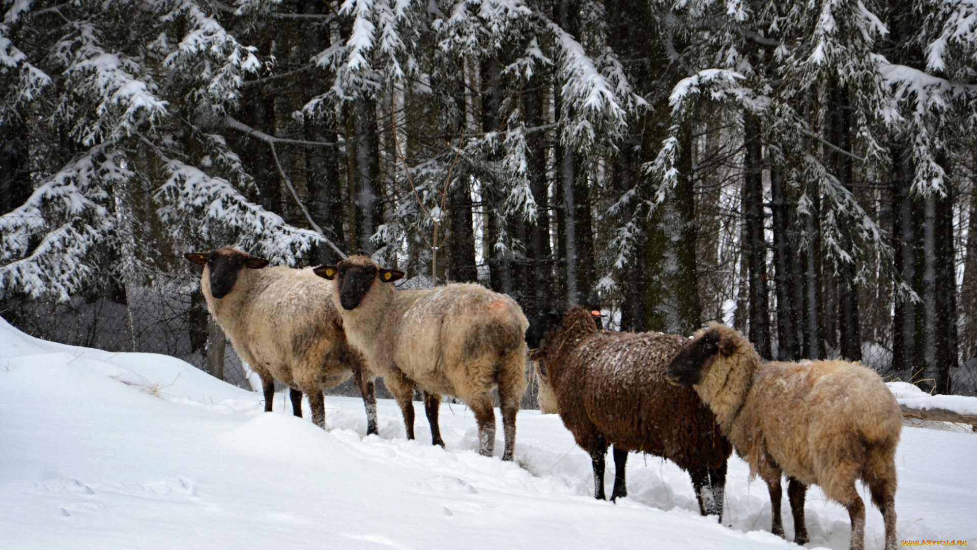 животные, овцы, , бараны, зима, снег, деревья