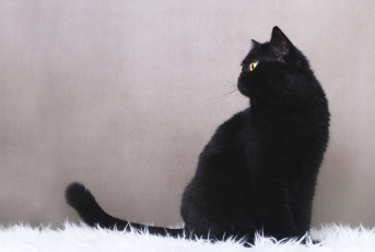 Картинка животные коты черный