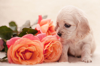 Картинка животные собаки розы спаниель