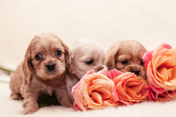 Картинка животные собаки спаниель розы