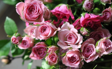 обоя цветы, розы, розовый