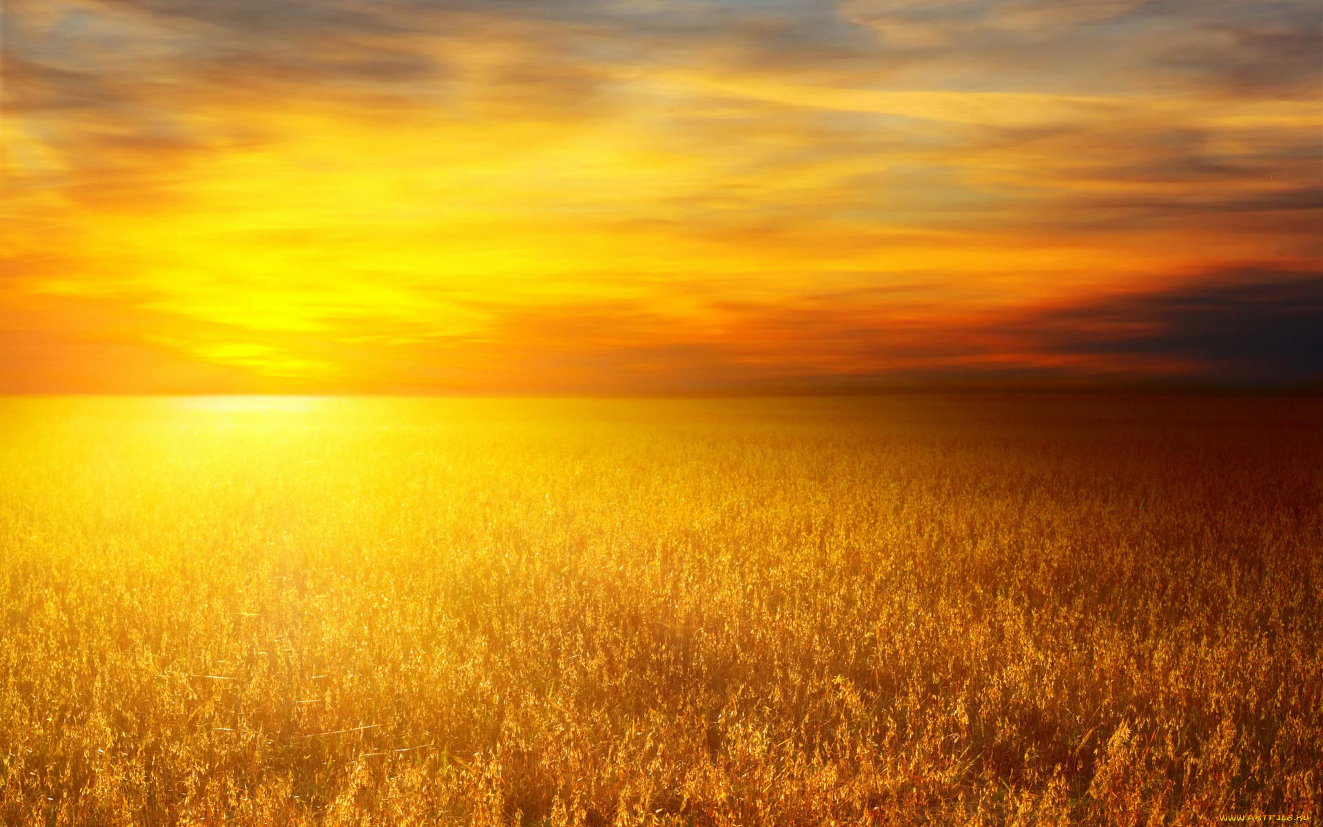 природа, поля, солнце, поле, пшеница, рассвет, небо, свет