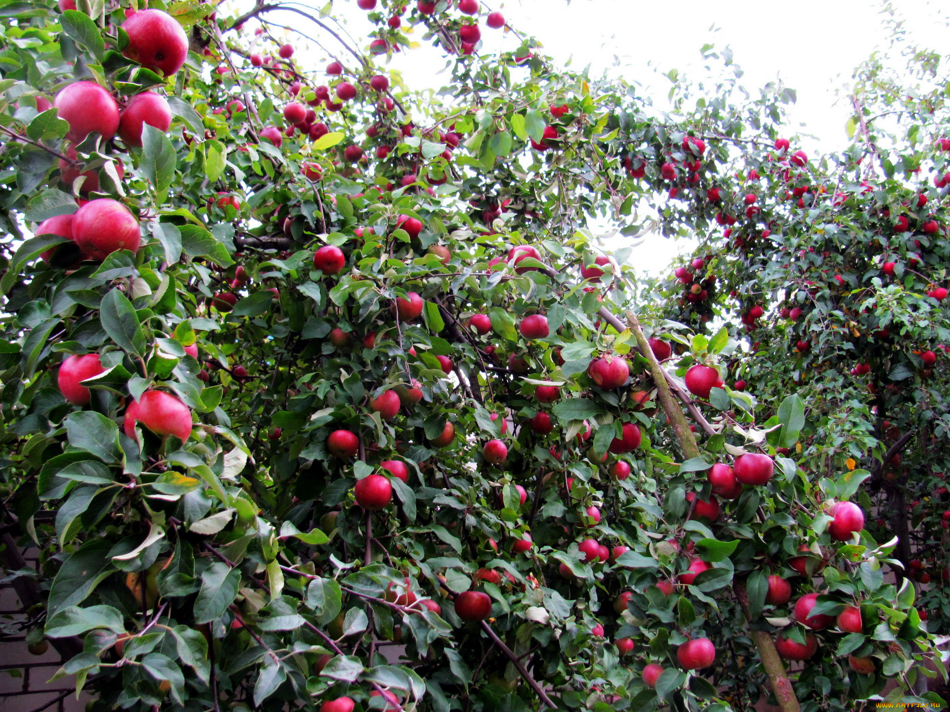 природа, плоды, яблоки, урожай, много