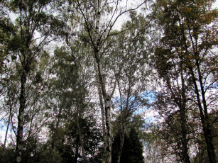 Картинка природа деревья березки