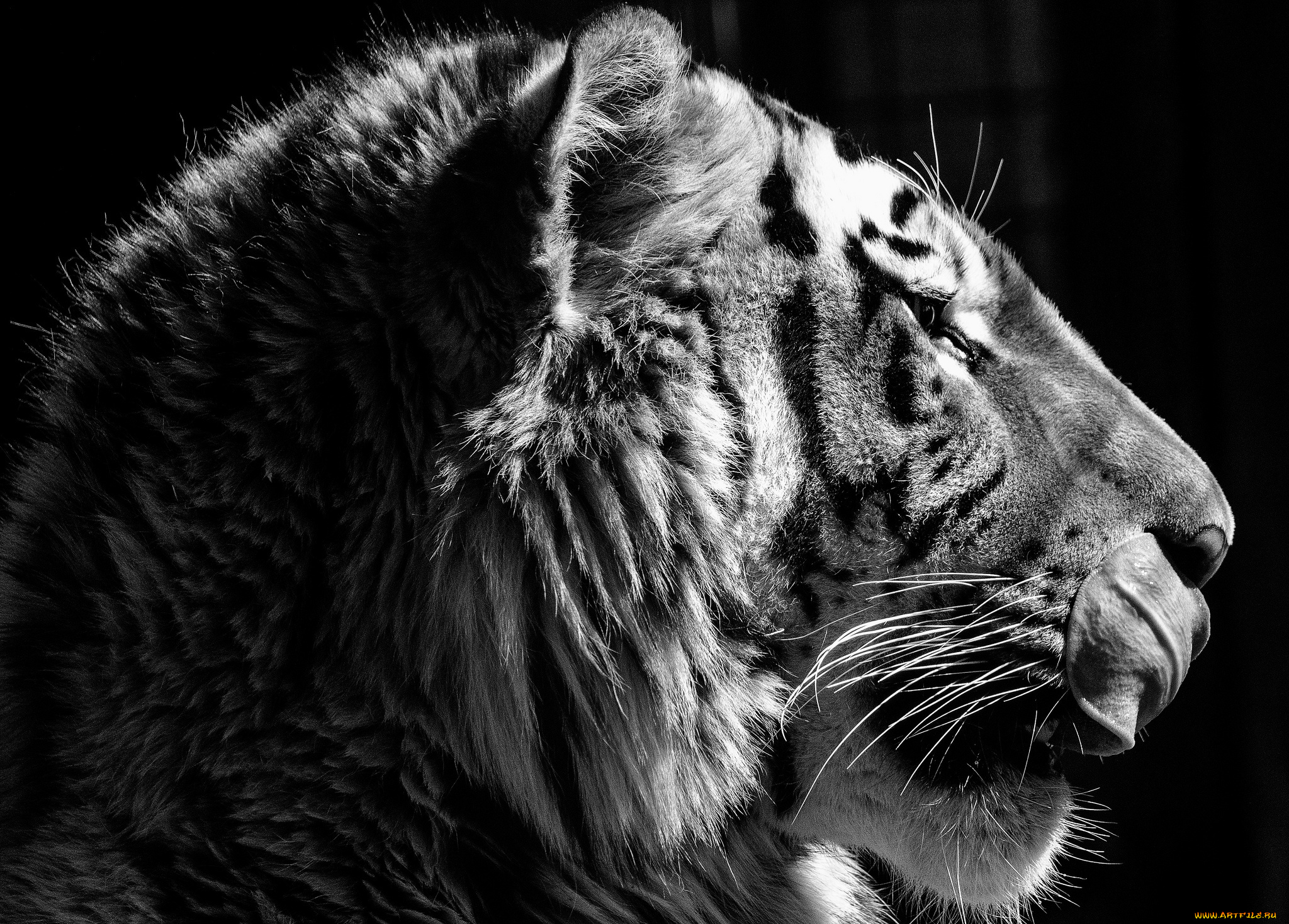 животные, тигры, профиль