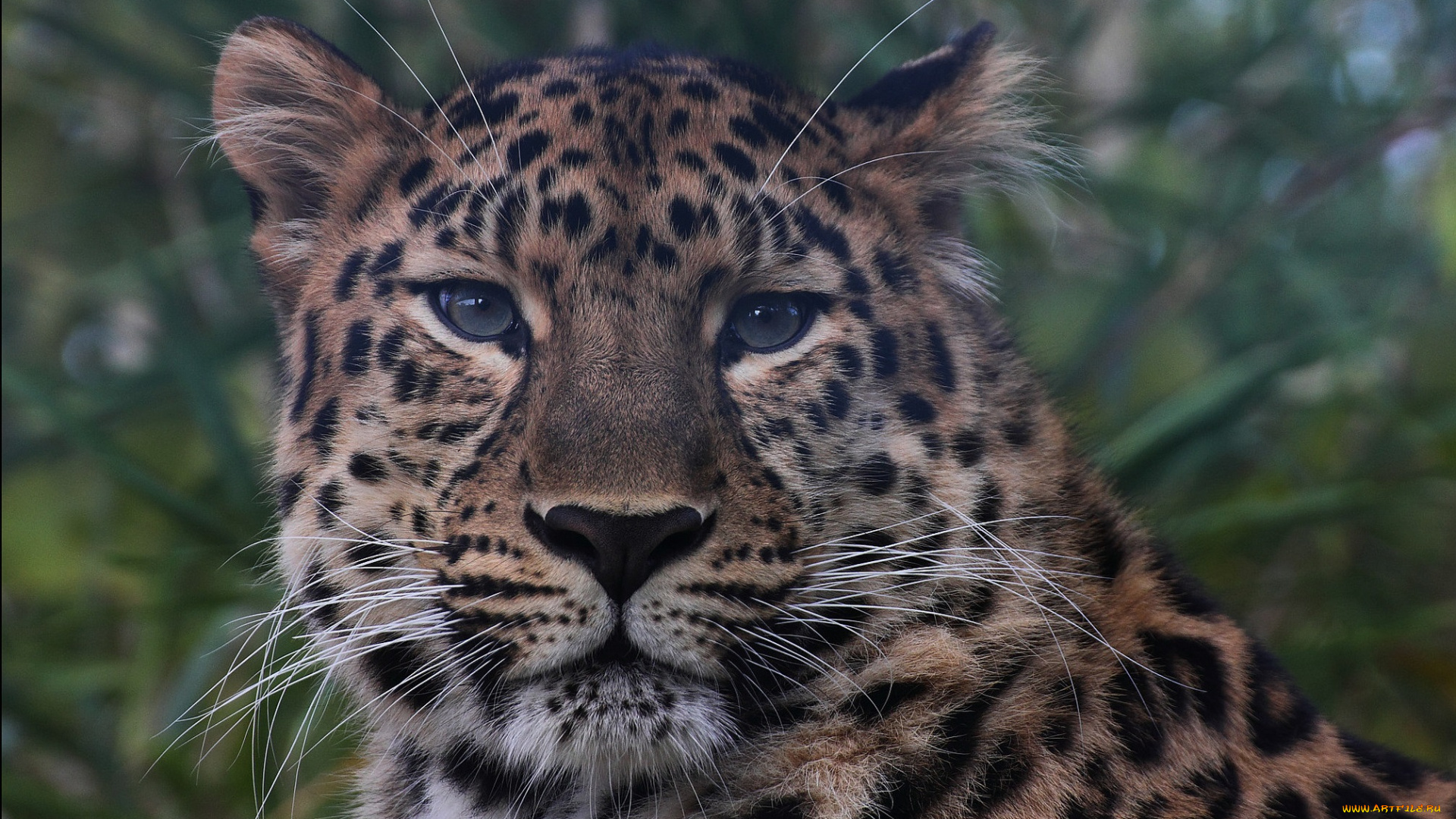 amur, leopard, животные, леопарды, леопард