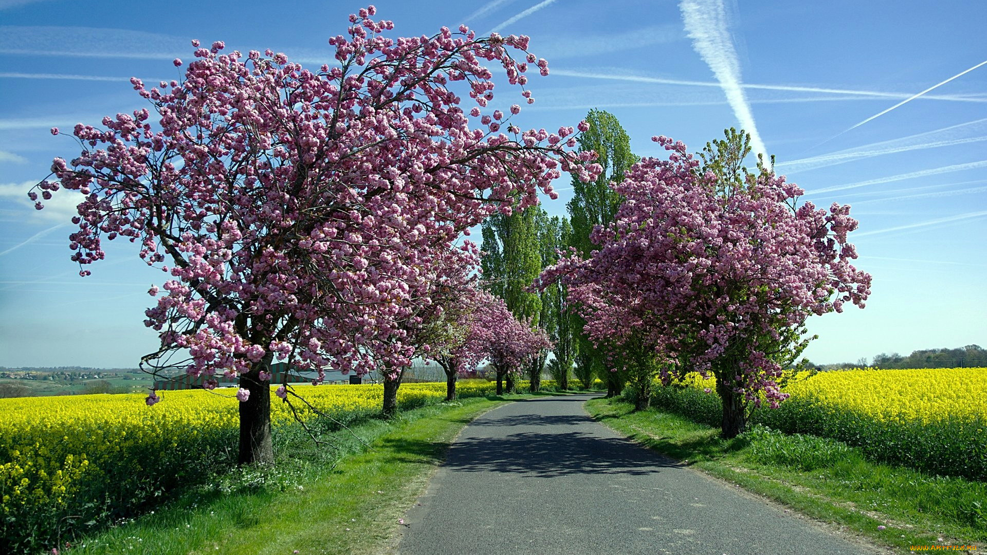 природа, дороги, весна, цветущие, деревья, дорога, рапс, поле