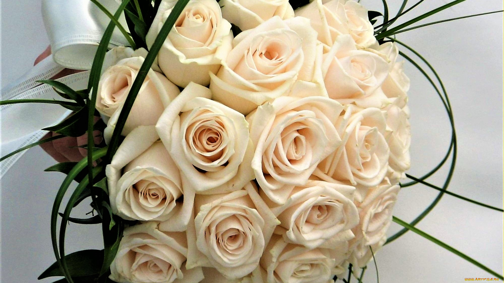 цветы, розы, лента, белые, букет