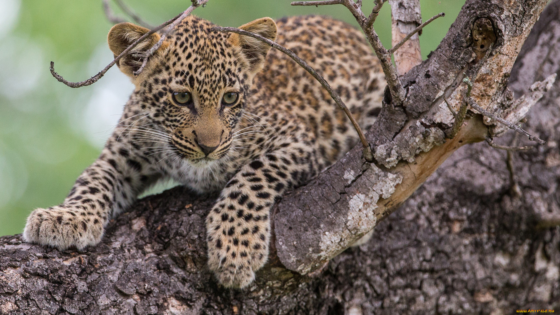 животные, леопарды, леопард, маленький, пятнистый, хищник, малыш, дерево, кошачьи
