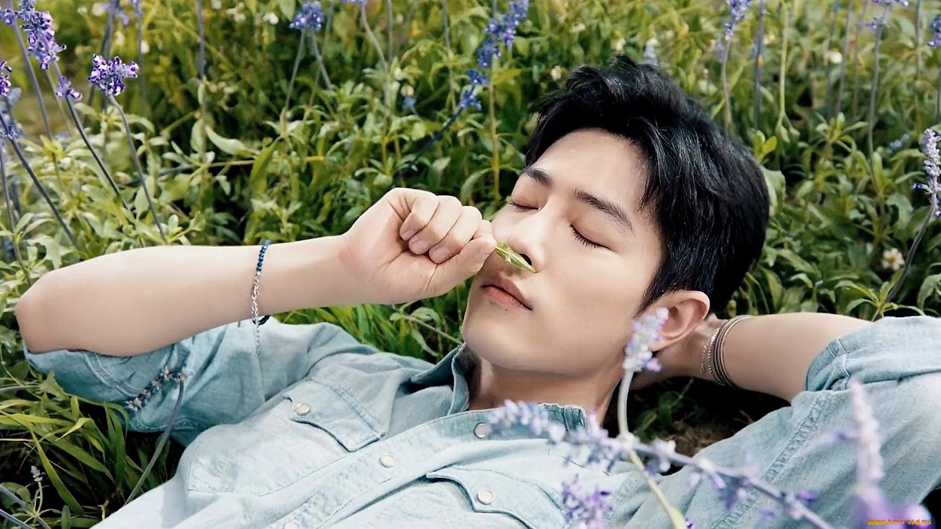 мужчины, xiao, zhan, актер, рубашка, трава, цветы, лаванда