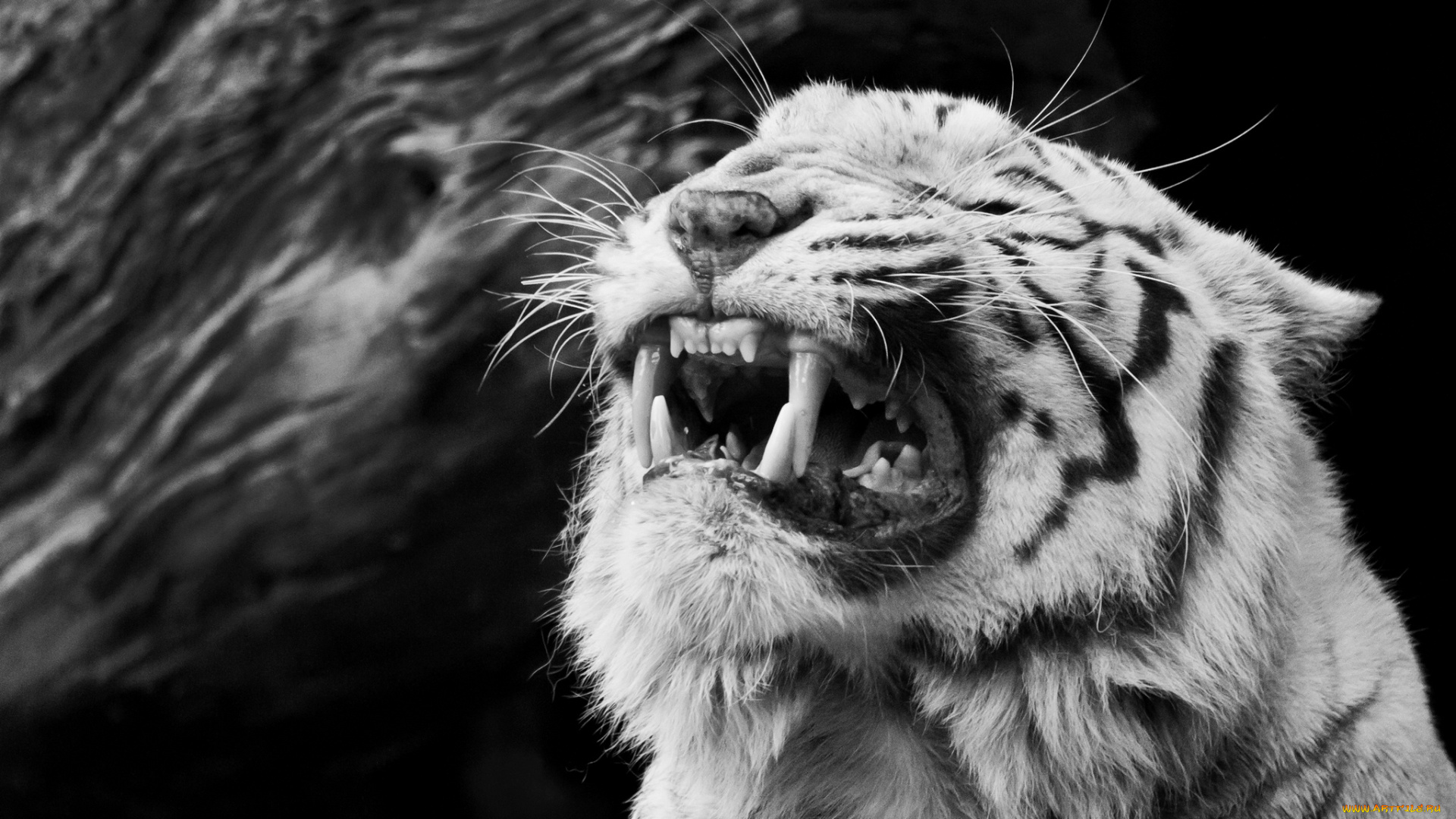 животные, тигры, чёрно-белое, злость, ярость, белый, тигр, оскал, морда, клыки