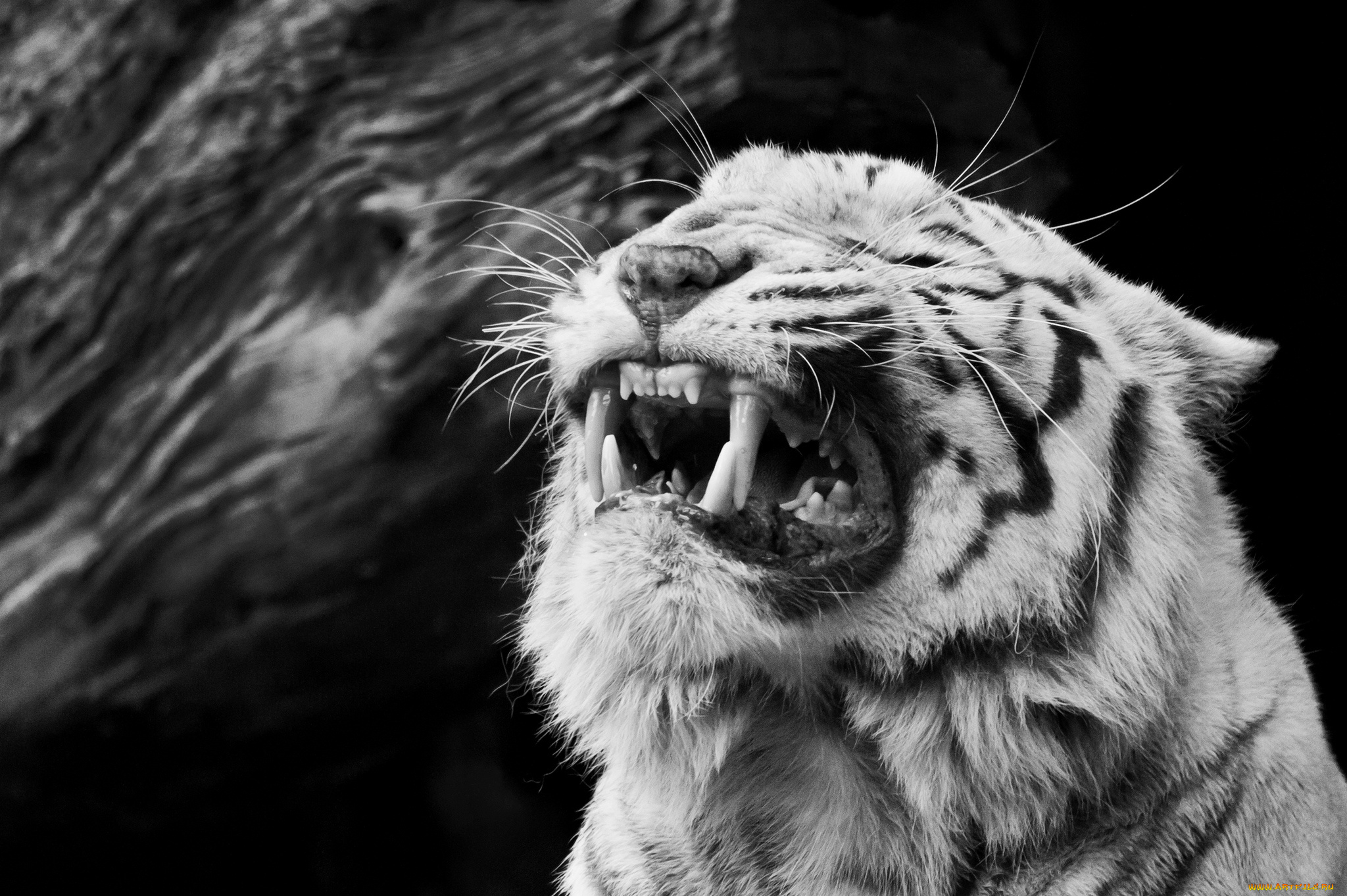 животные, тигры, чёрно-белое, злость, ярость, белый, тигр, оскал, морда, клыки