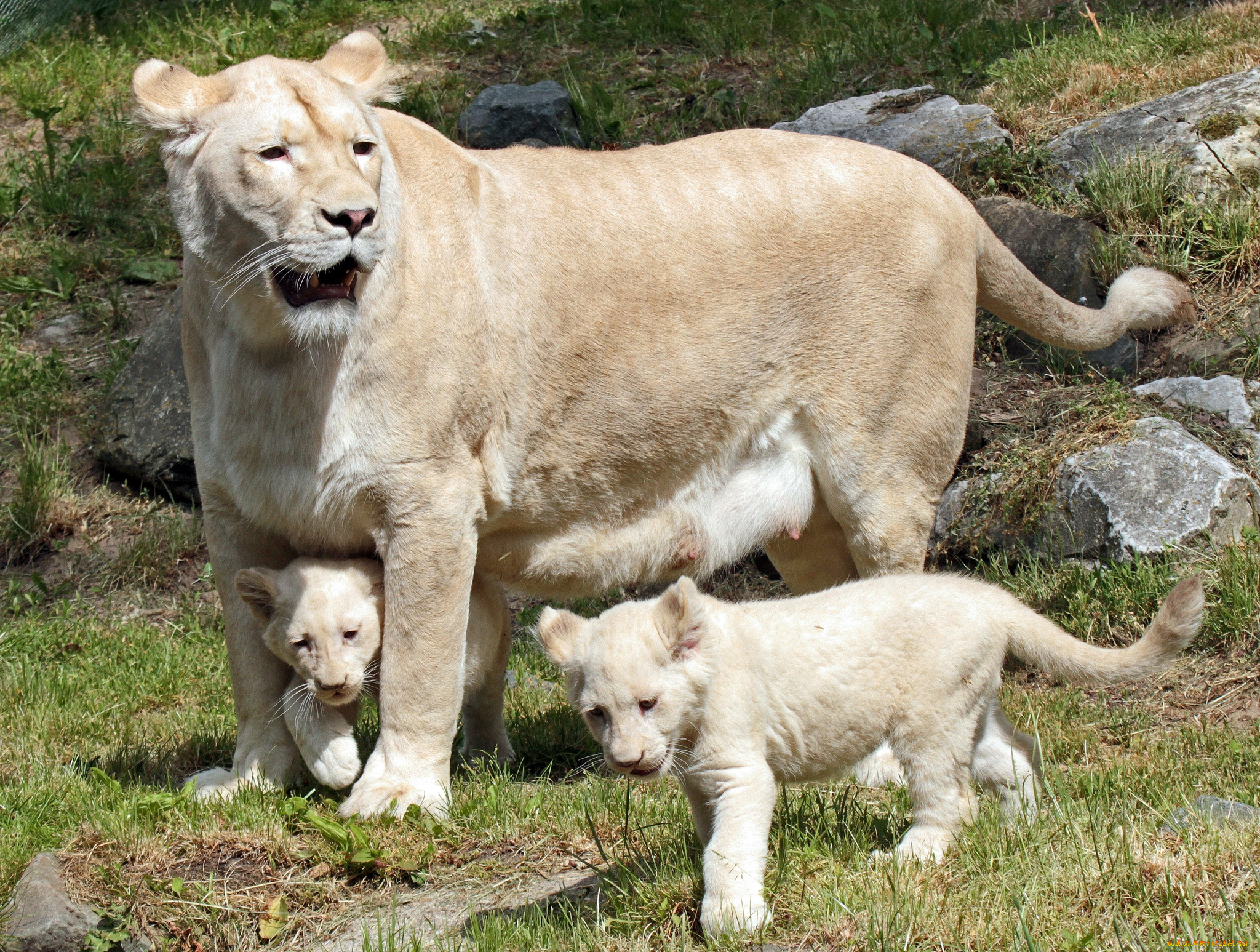 животные, львы, дети, мама