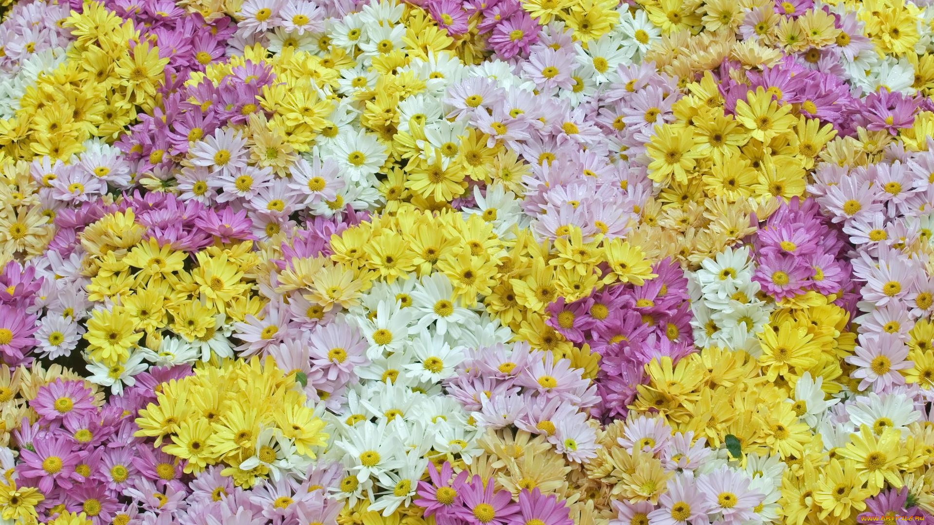 цветы, хризантемы, бутоны