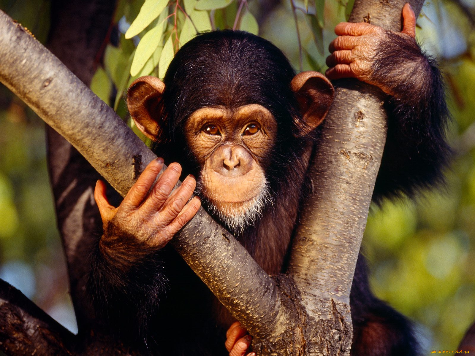 chimpanzee, животные, обезьяны