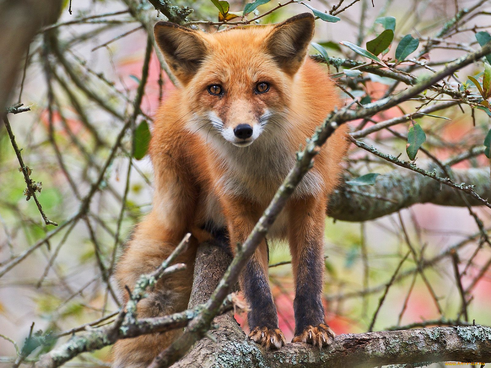 red, fox, in, tree, животные, лисы