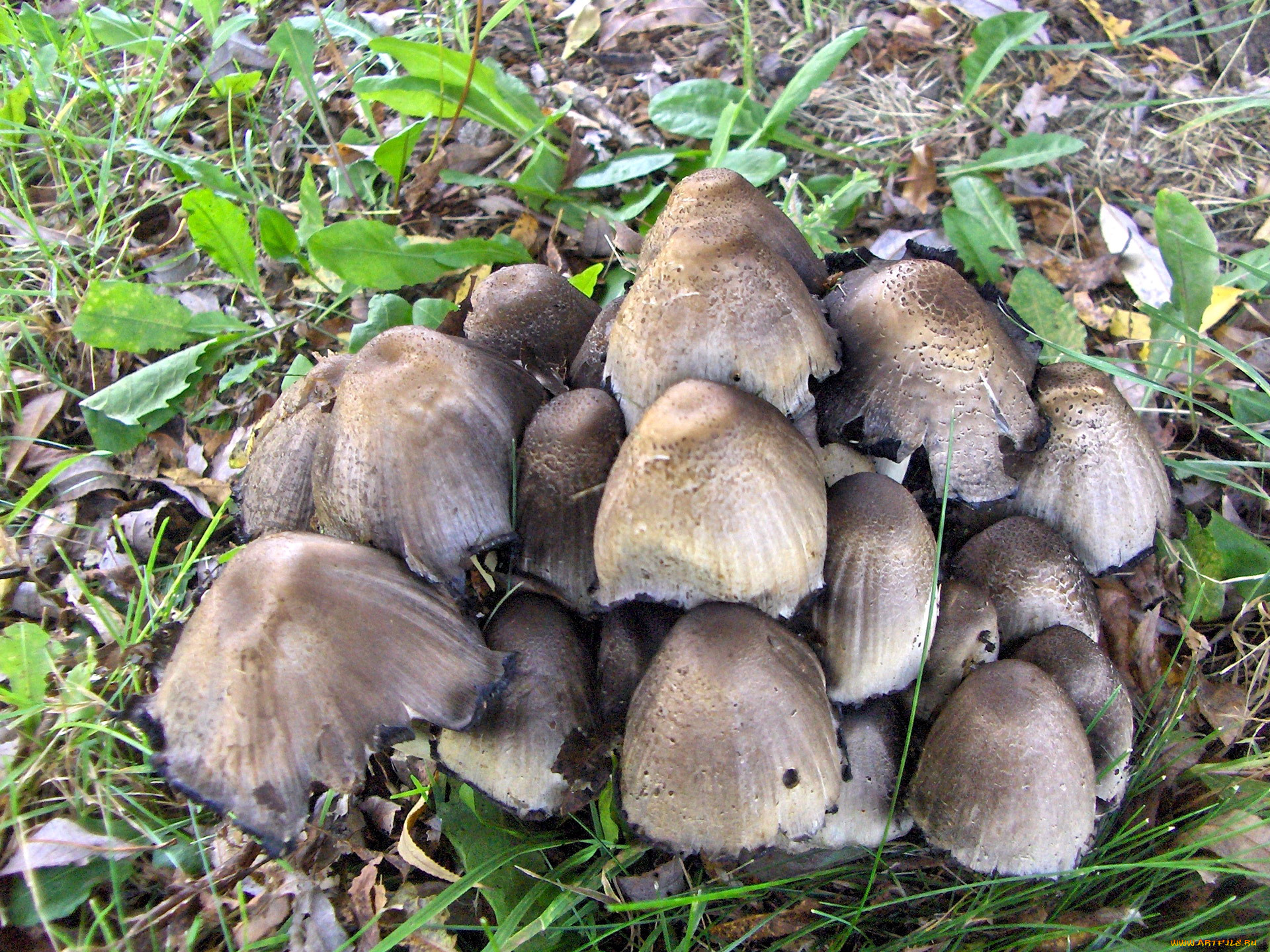 природа, грибы, семейка, грибная