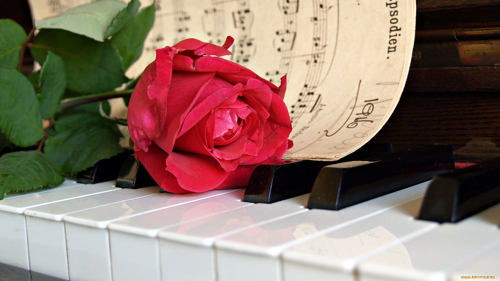 музыка, -музыкальные, инструменты, клавиши, пианино, роза, цветок, ноты