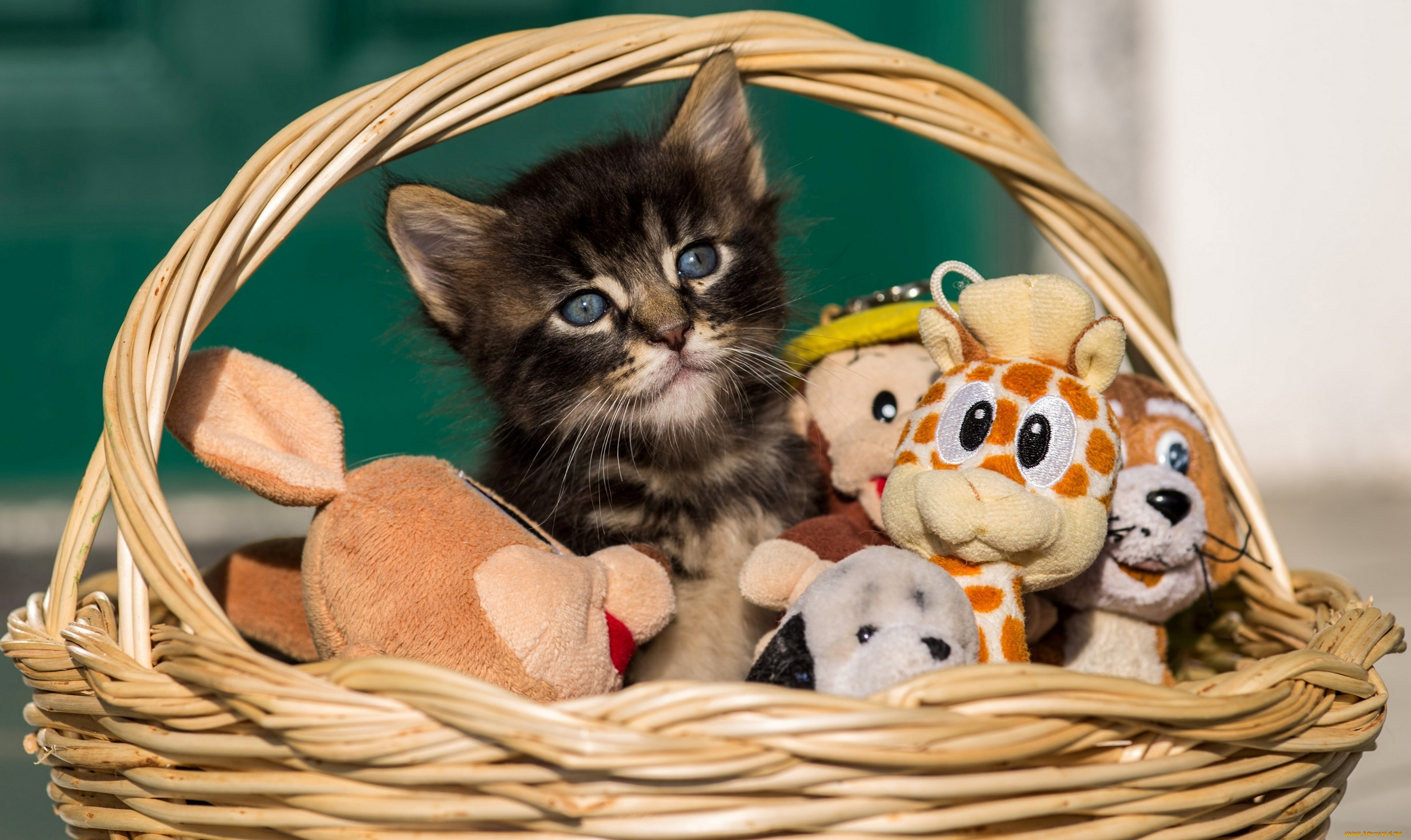 животные, коты, корзина, игрушки, котёнок