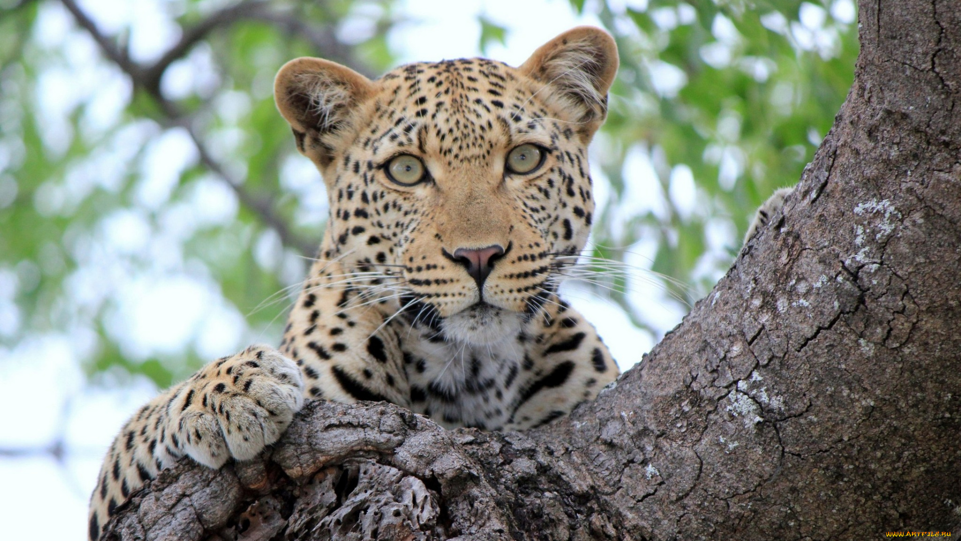 животные, леопарды, sight, леопард, дерево, tree, leopard, отдых, взгляд, rest