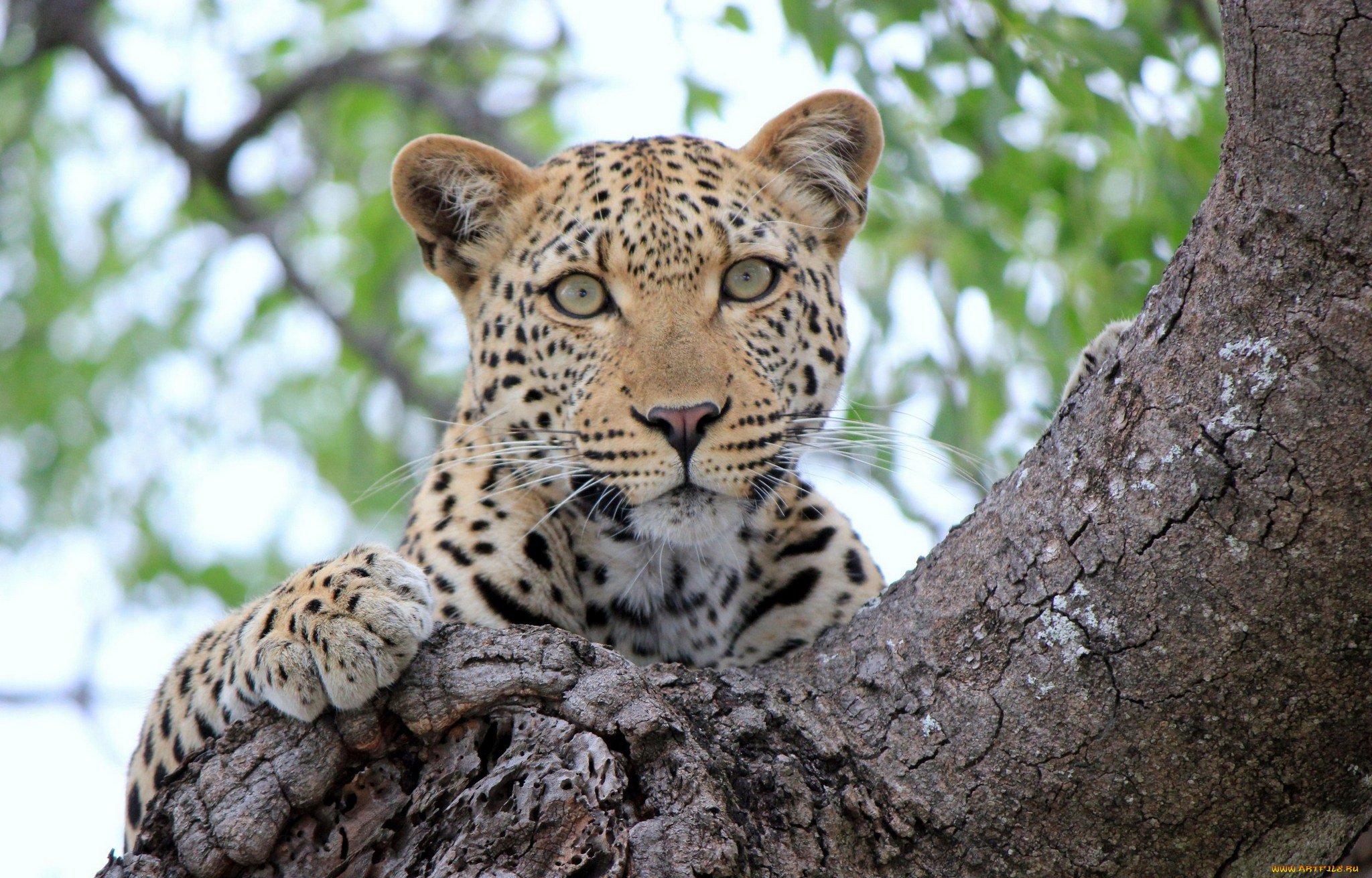 животные, леопарды, sight, леопард, дерево, tree, leopard, отдых, взгляд, rest