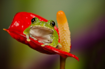 Картинка животные лягушки лягушка тычинка цветок
