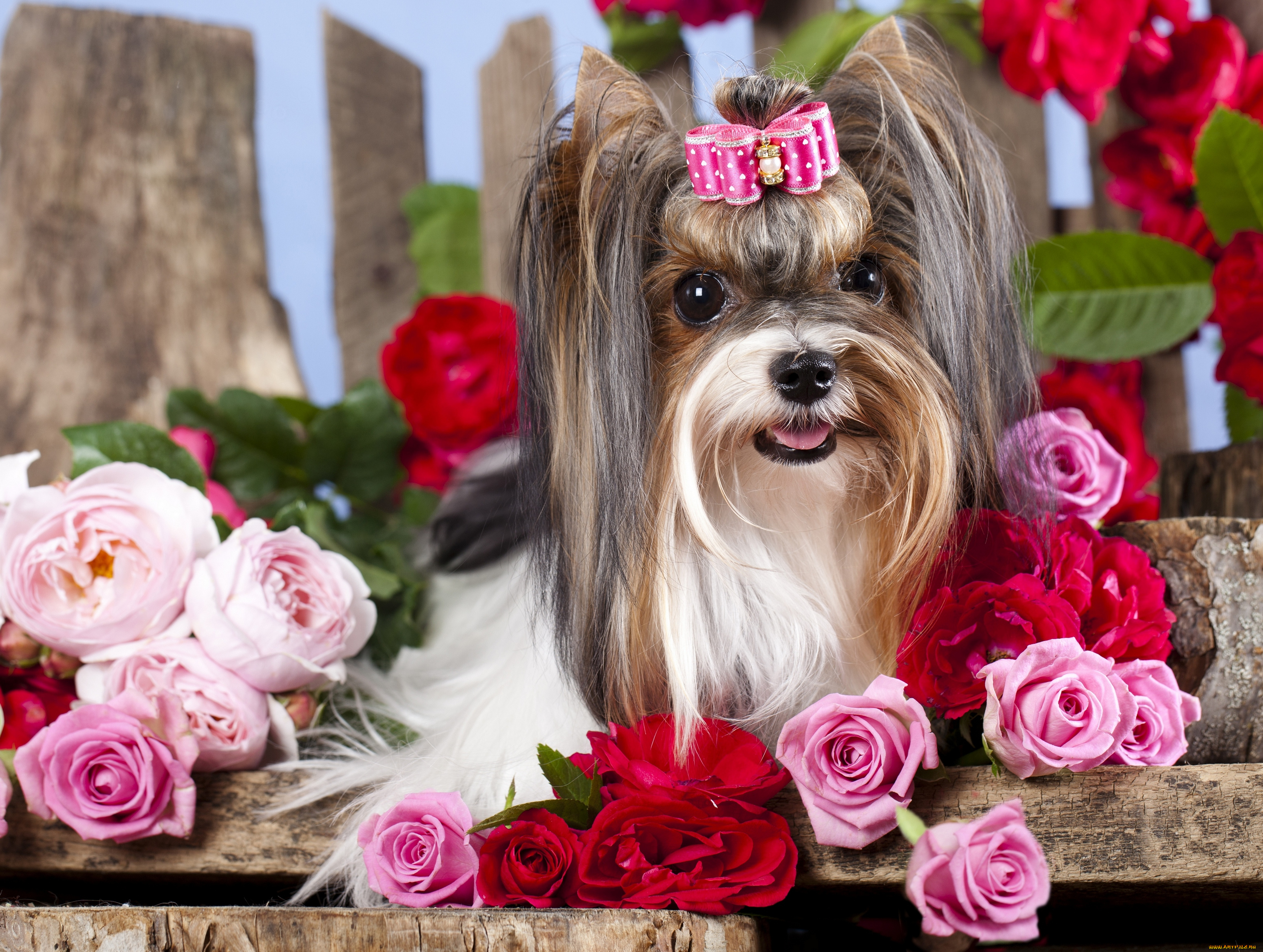 животные, собаки, собака, девочка, цветы, бантик, заколка, розы