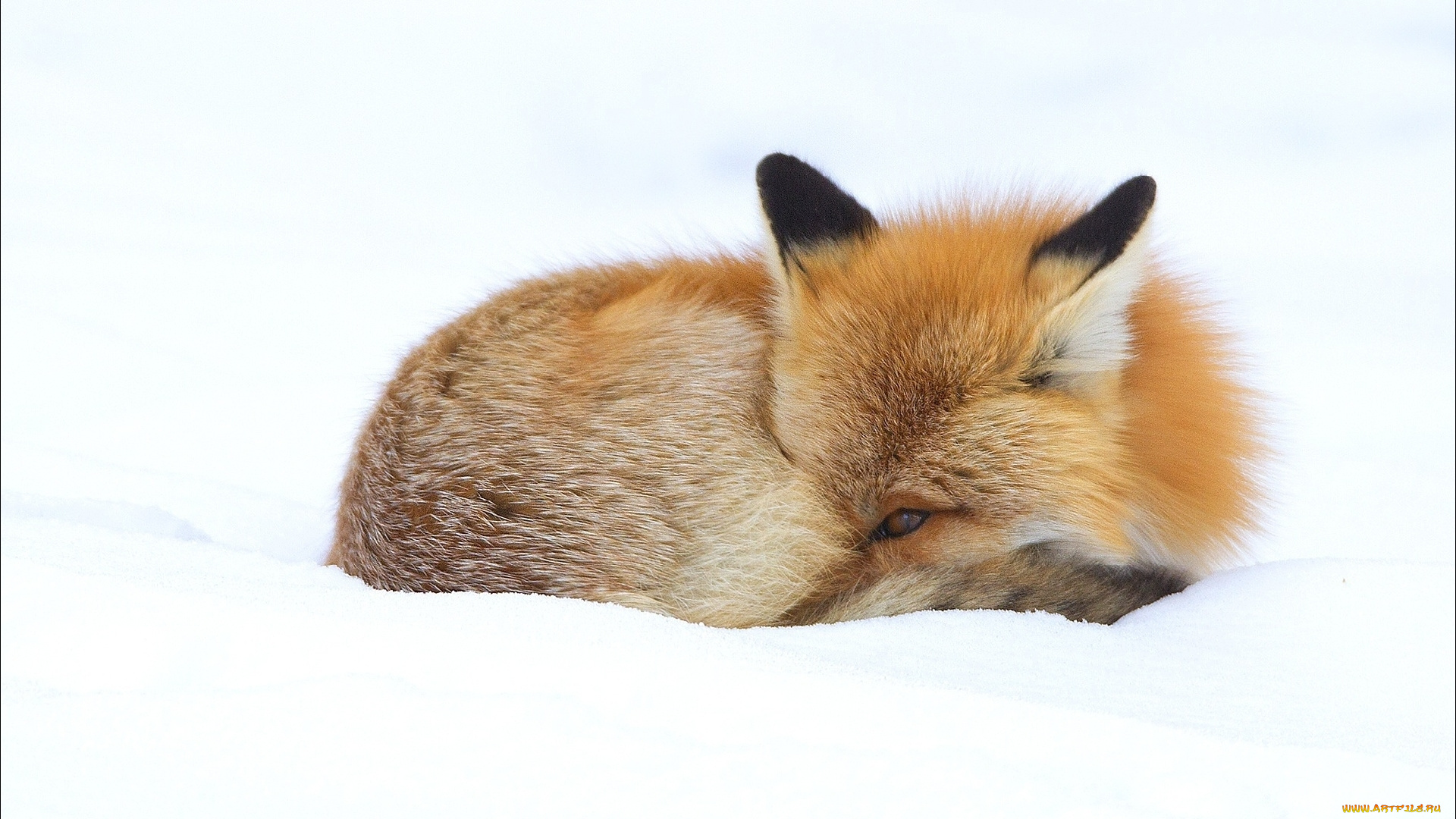 животные, лисы, fox, зима, animals, лиса, winter