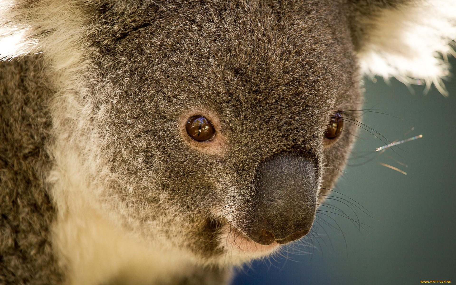 животные, коалы, австралия, сумчатое, травоядное, коала