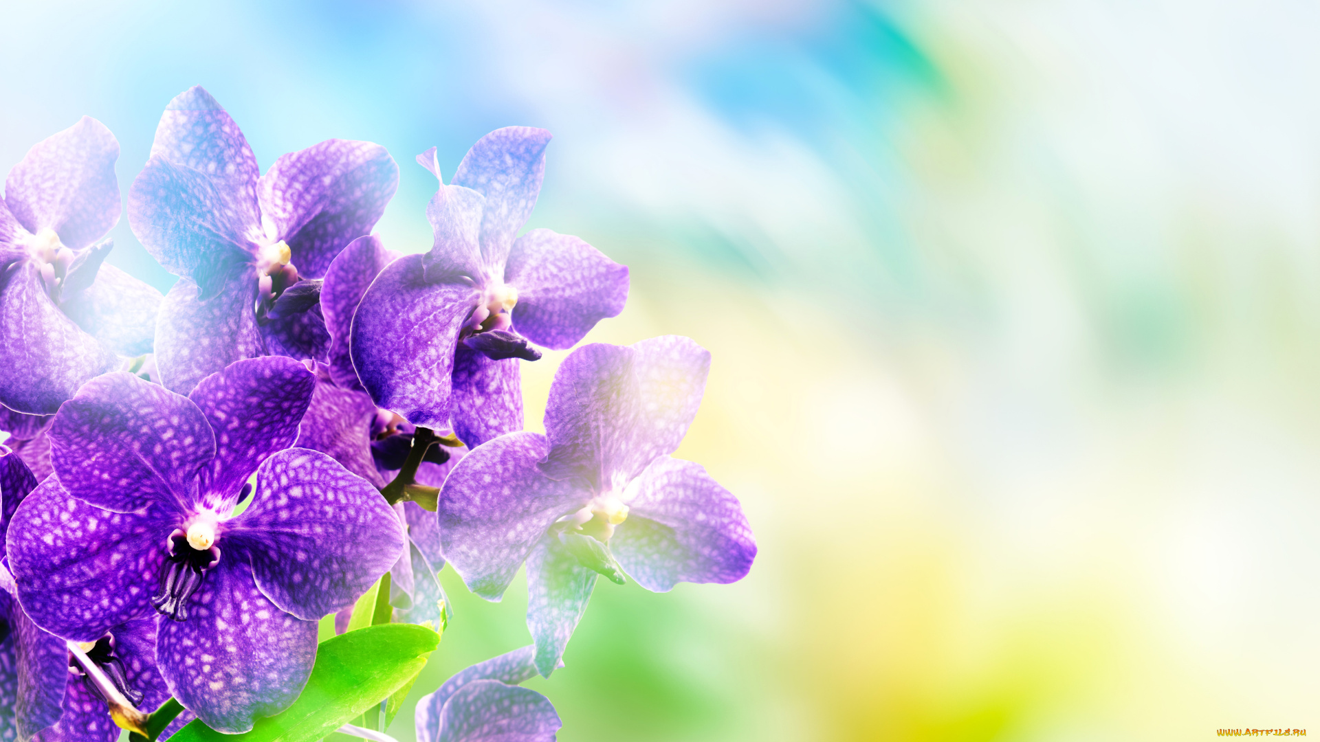 цветы, орхидеи, боке, крупным, планом, фон, фиолетовые