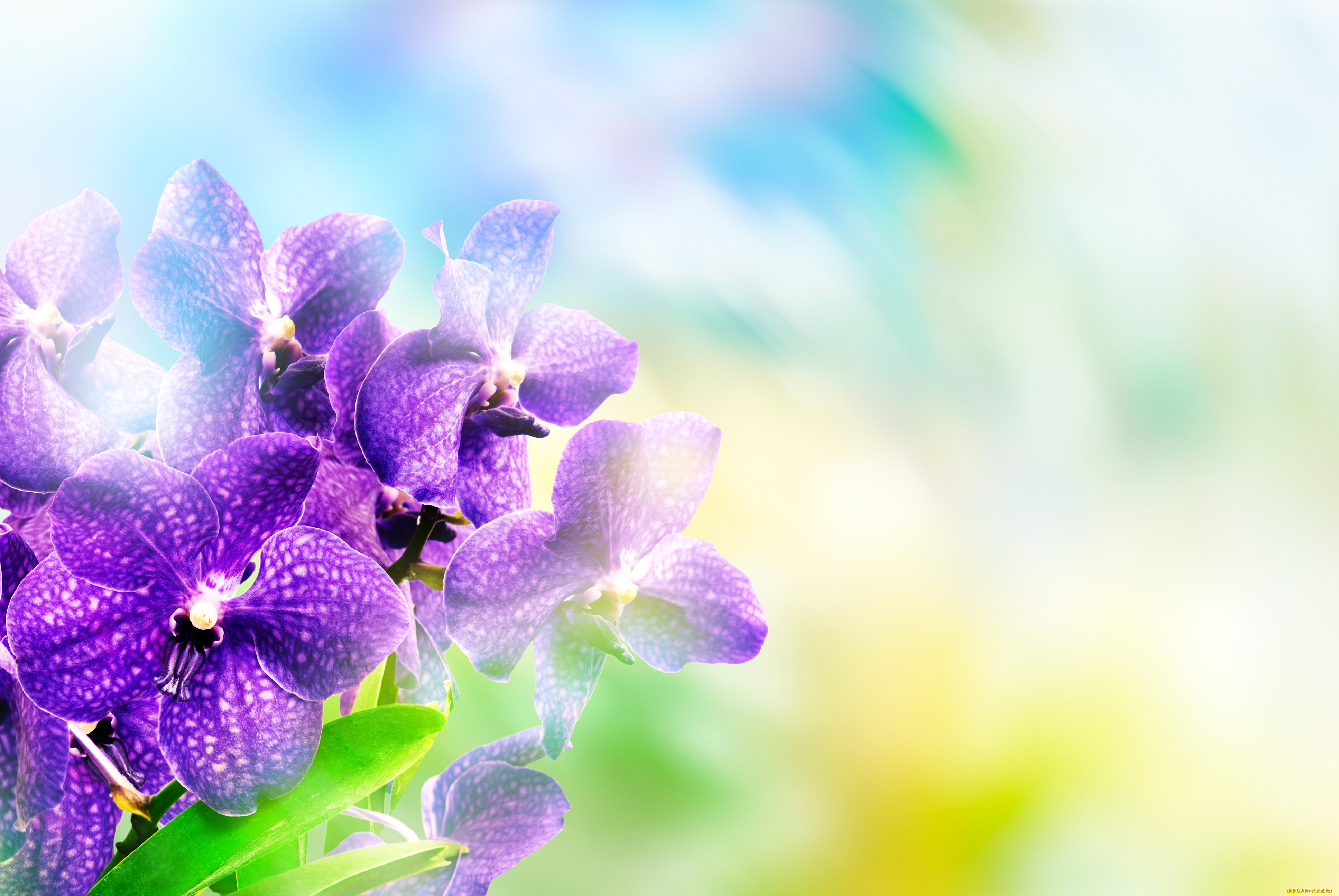 цветы, орхидеи, боке, крупным, планом, фон, фиолетовые