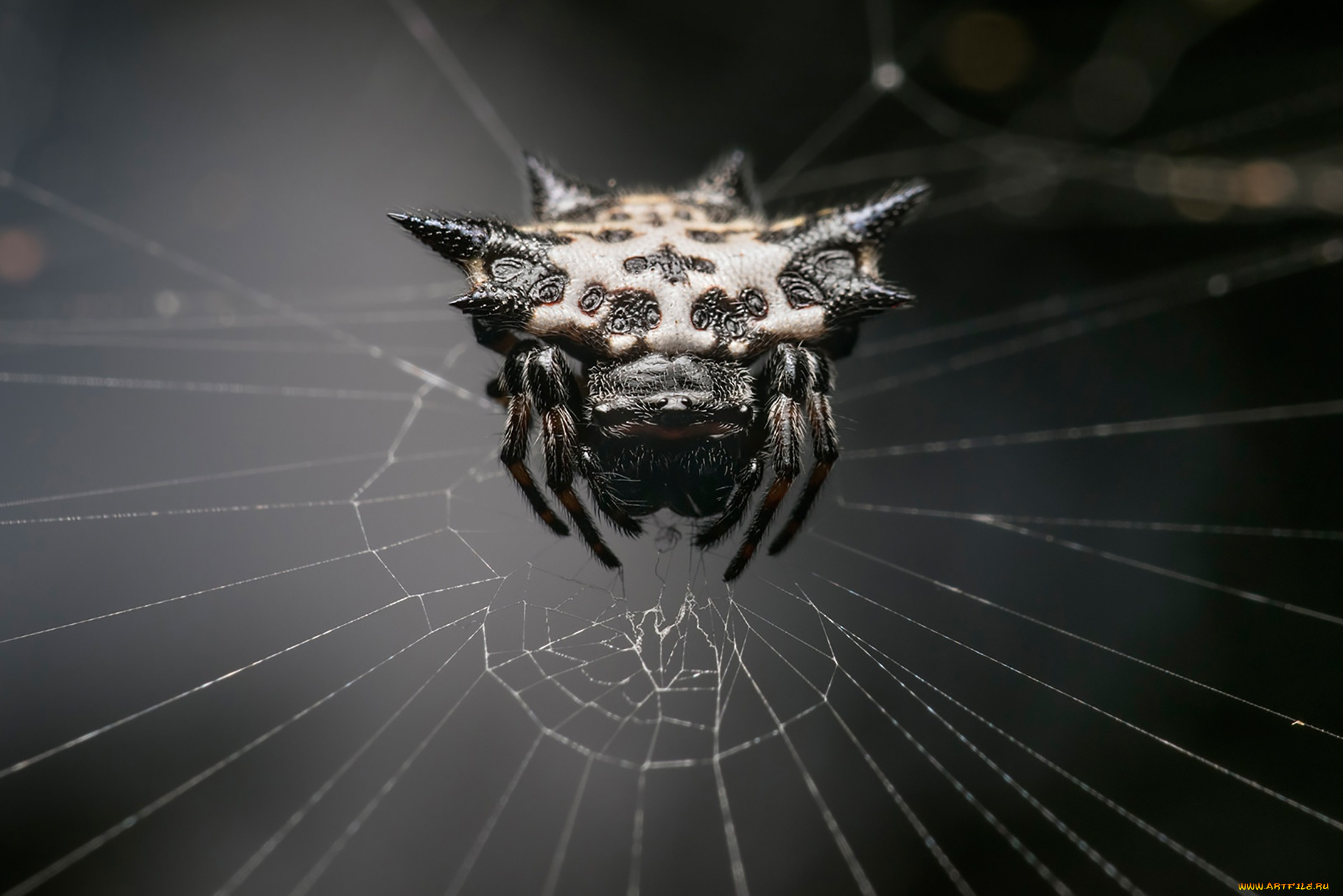 животные, пауки, web, spider, monster, arachnid