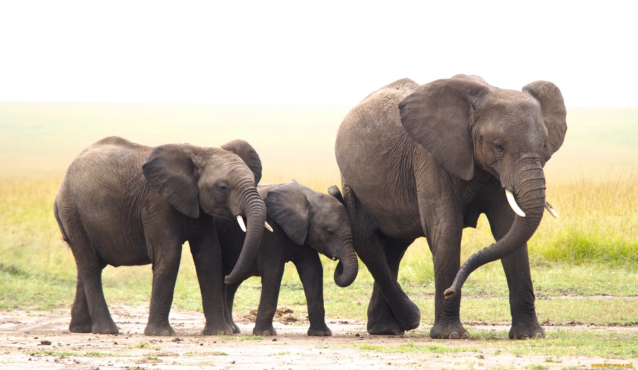 животные, слоны, природа, семья