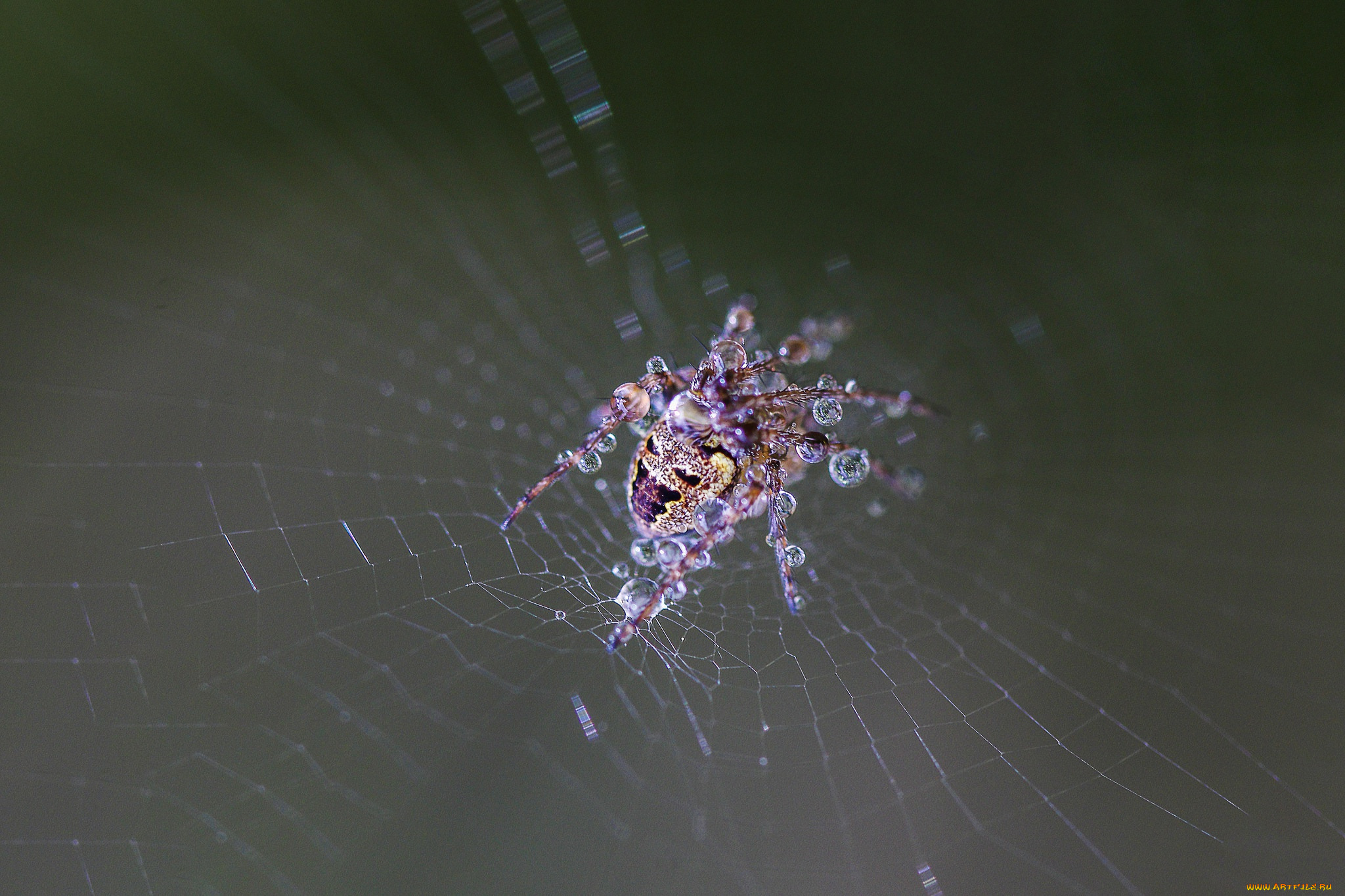 животные, пауки, spider, wet, drops, web