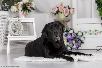 Картинка животные собаки мебель комната собака цветы