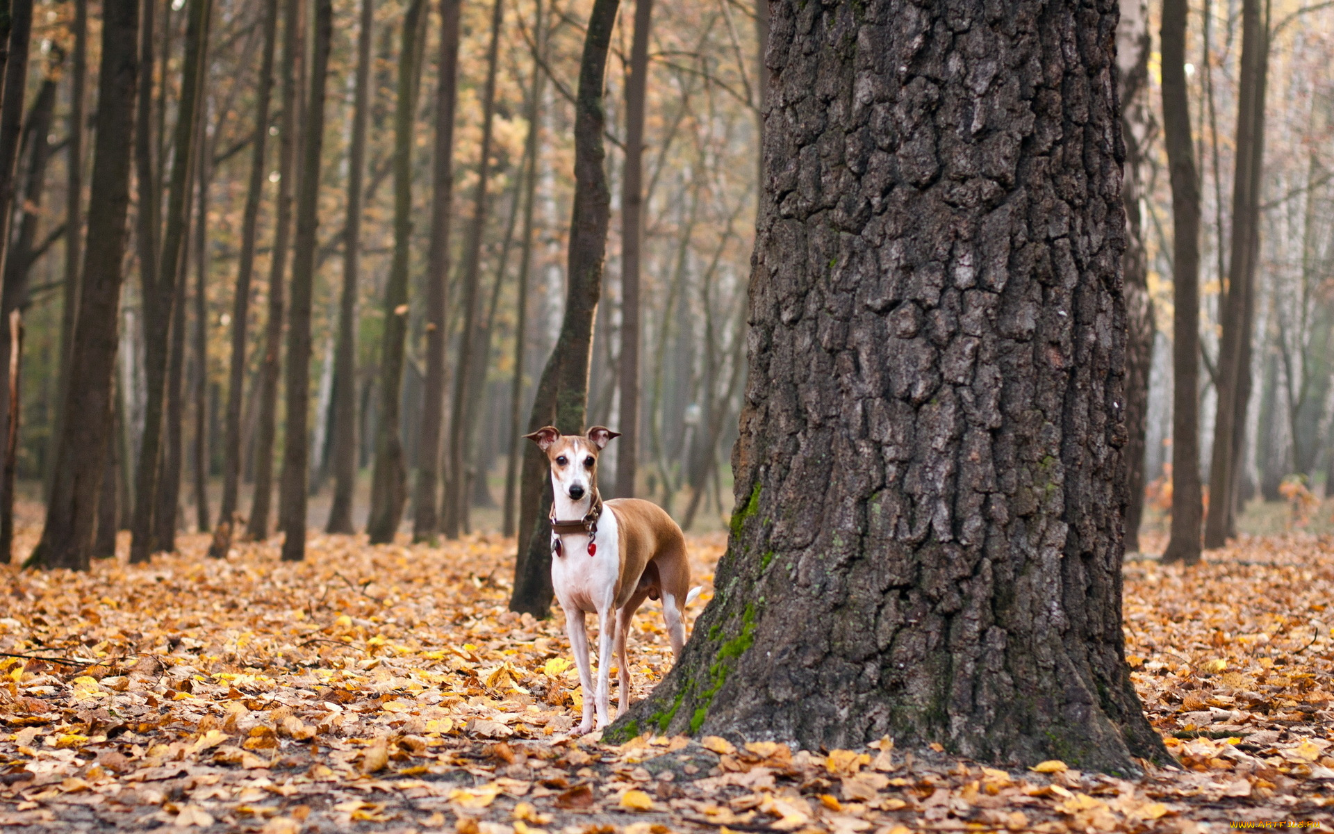 животные, собаки, осень, листья, собака