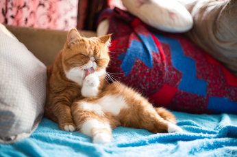 Картинка животные коты экзот мойдодыр груминг чистюля