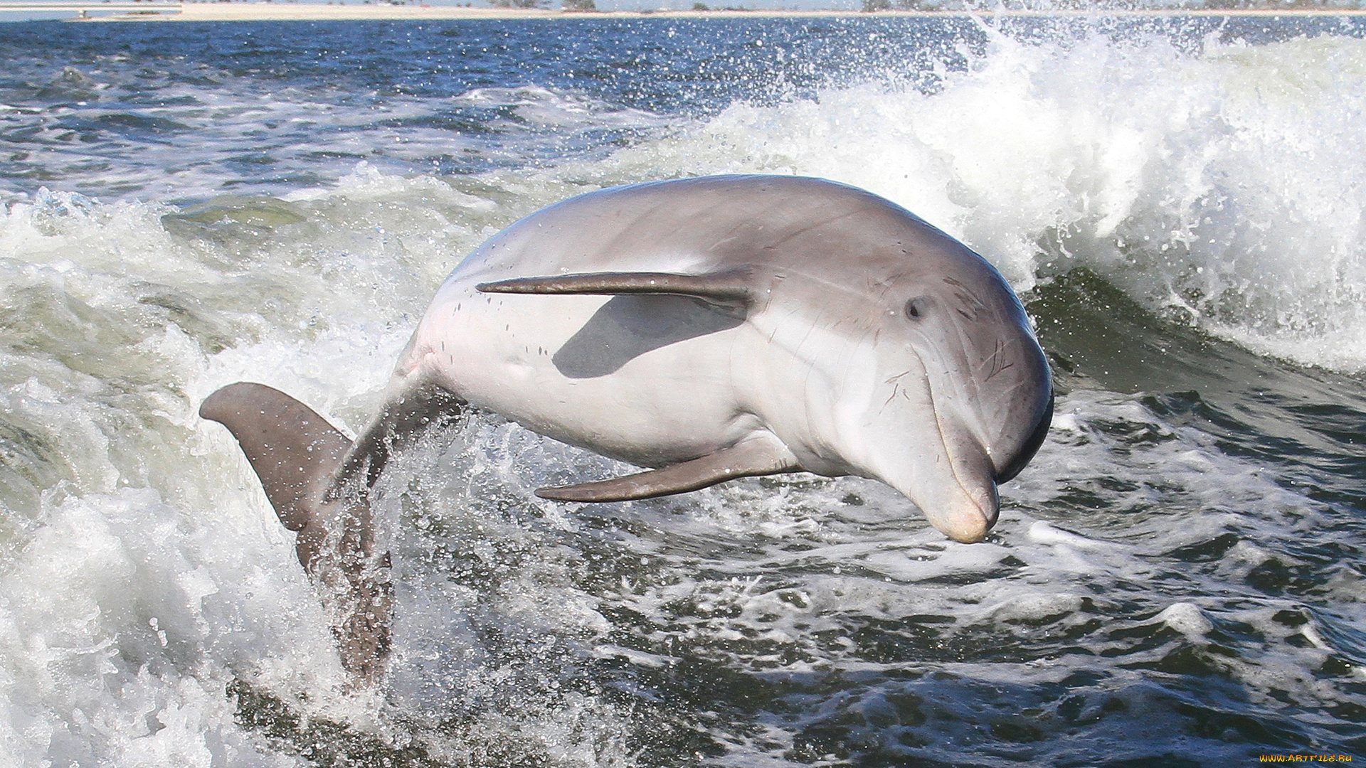 животные, дельфины, вода, млекопитающее, дельфин, брызги