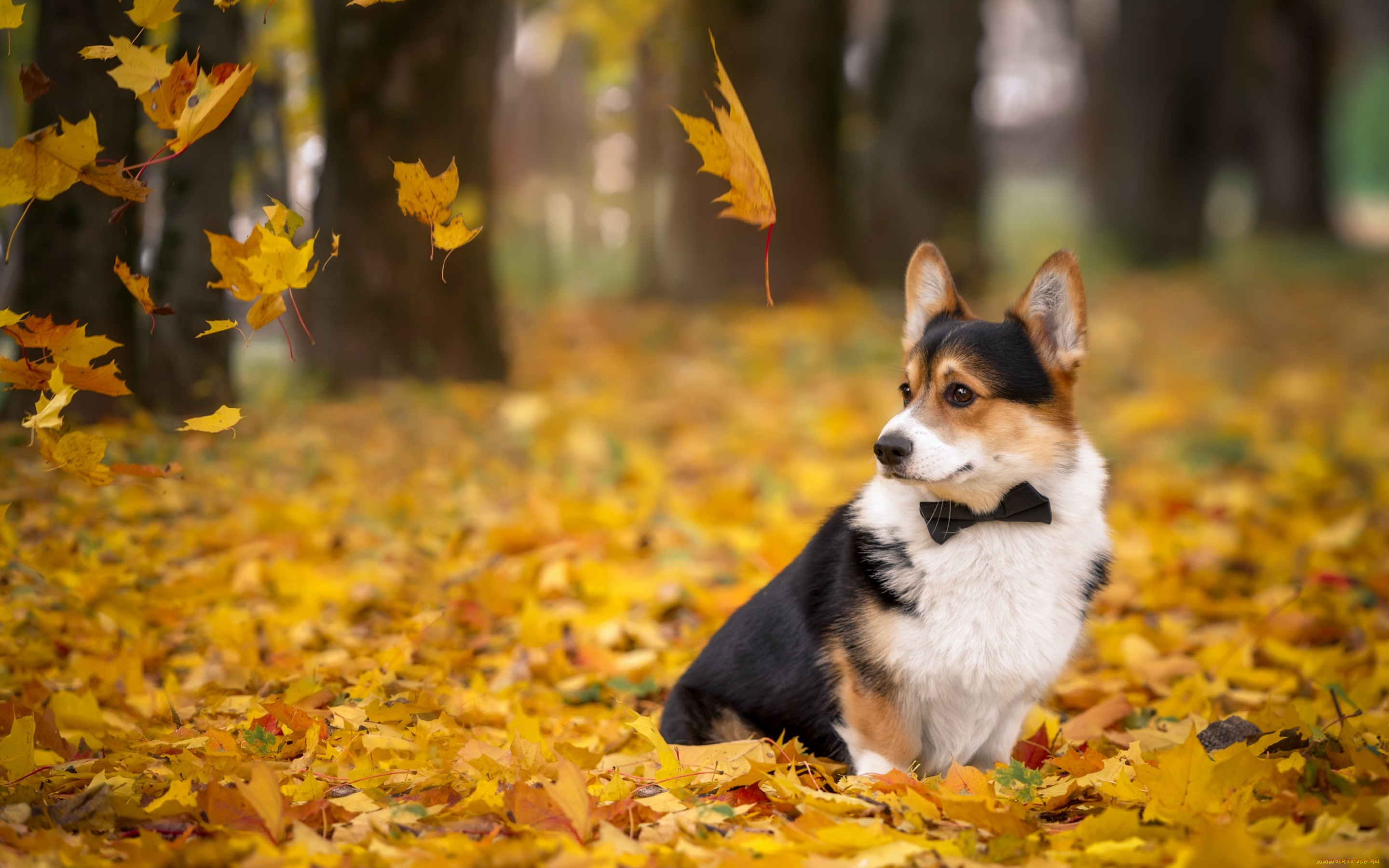 животные, собаки, корги, листья, галстук, осень
