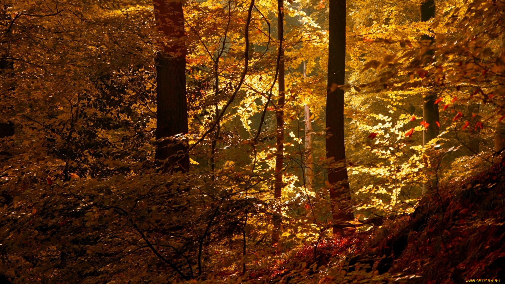 природа, лес, листья, осень