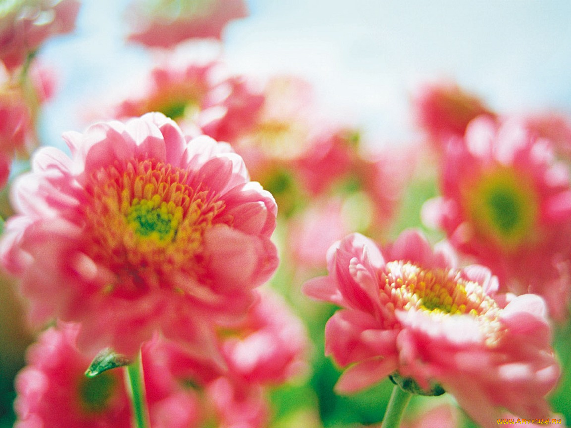 soni, puma, цветы, хризантемы