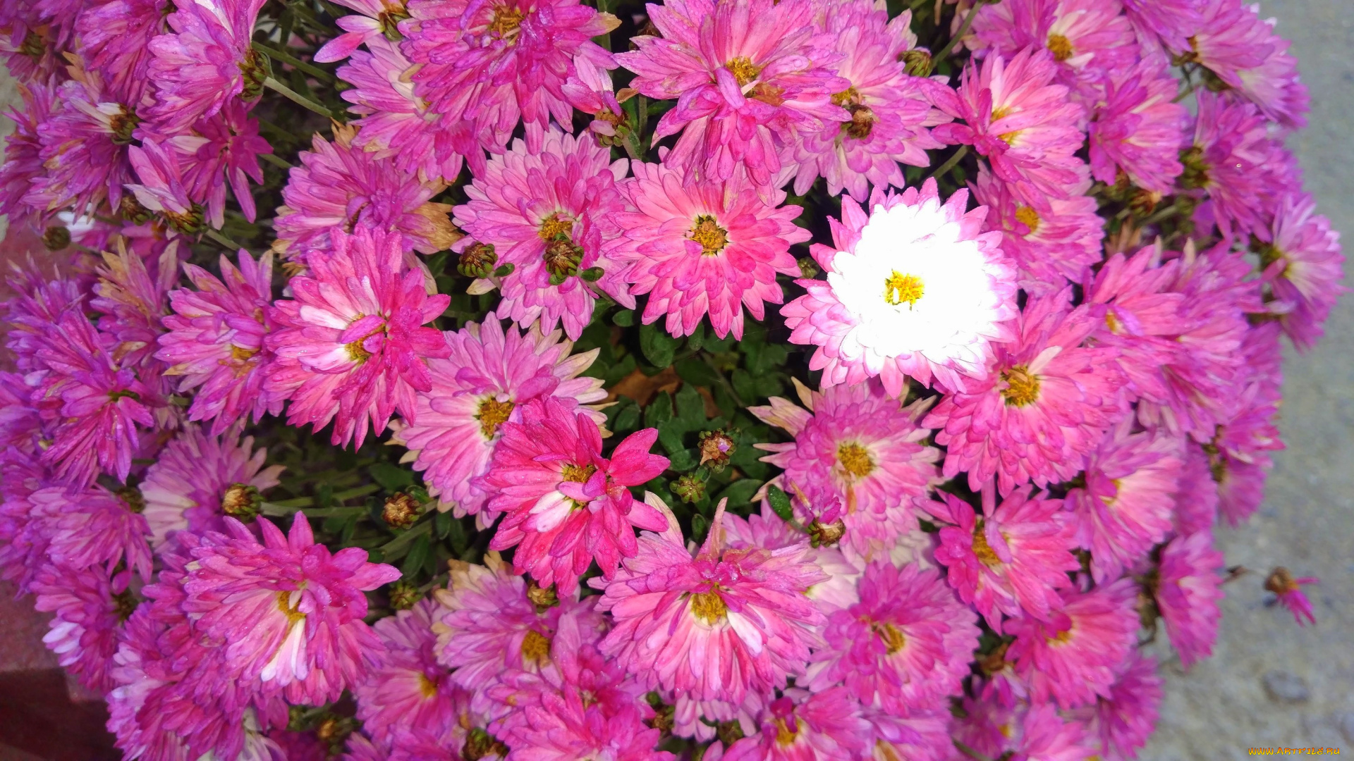 цветы, хризантемы, розовые