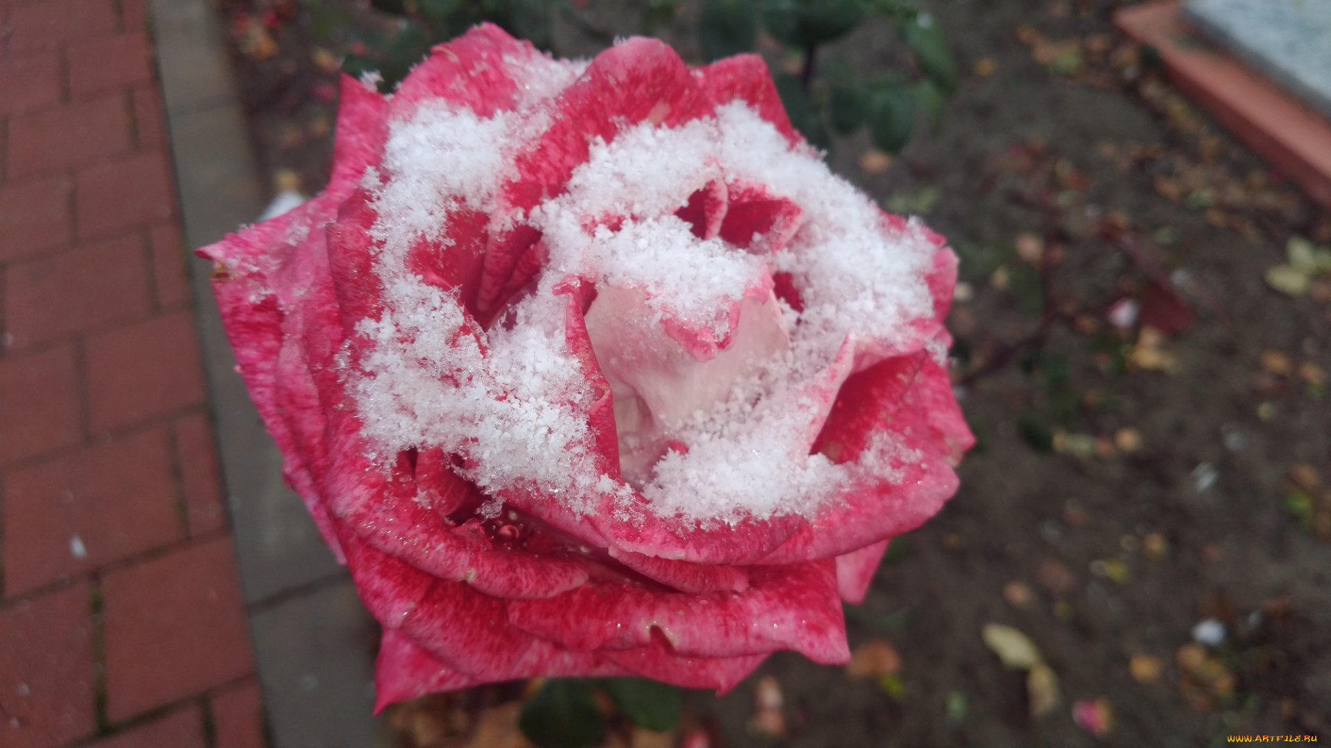 цветы, розы, первый, снег, 2017, роза