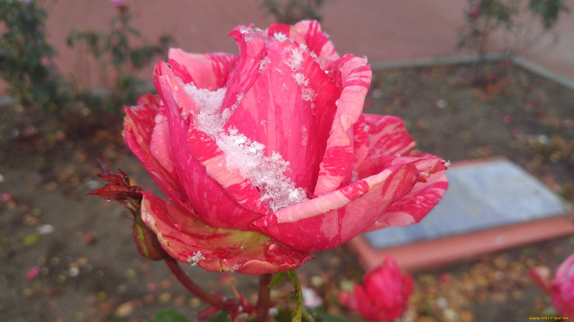 цветы, розы, роза, первый, снег, 2017