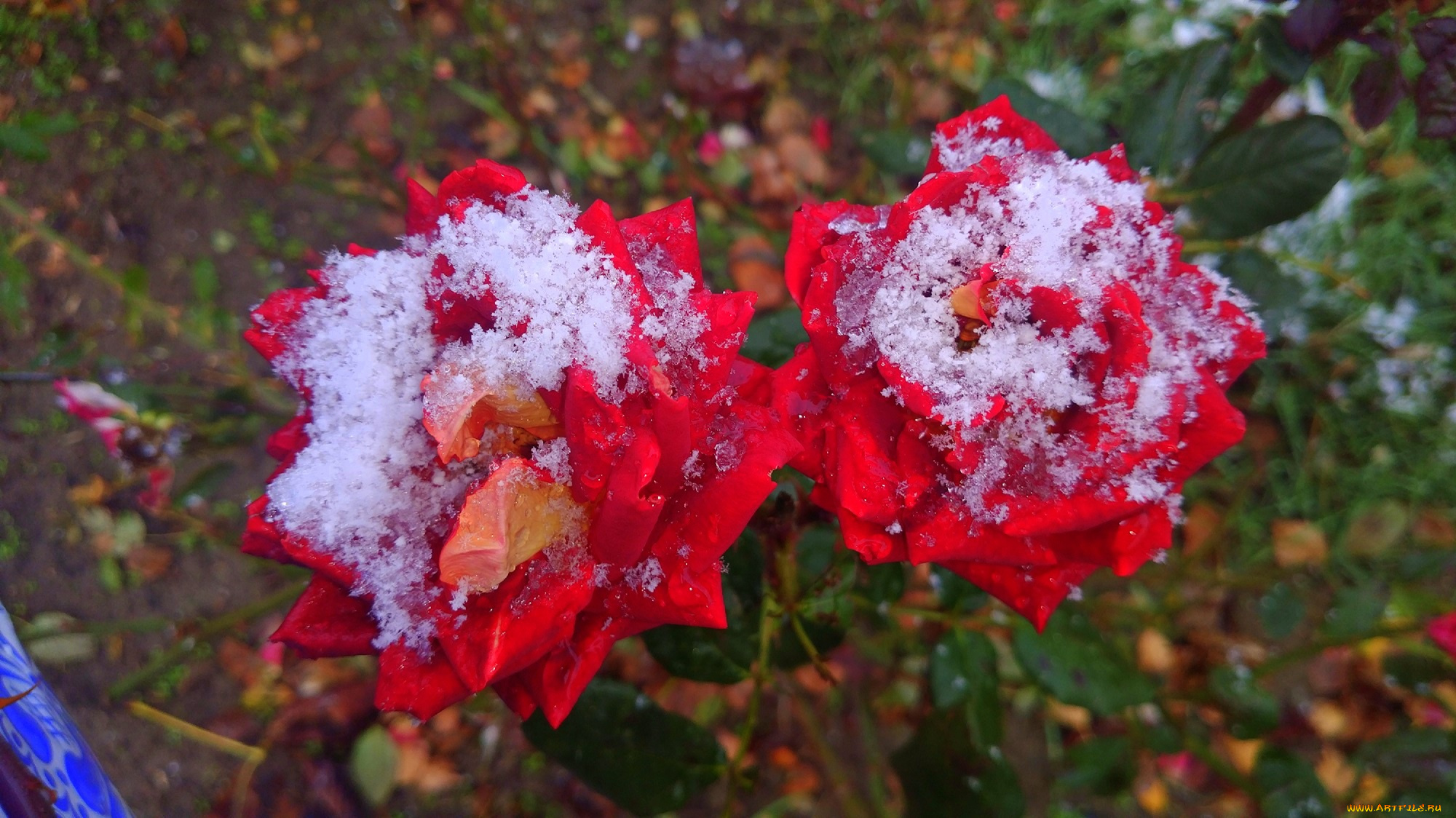 цветы, розы, первый, снег, 2017