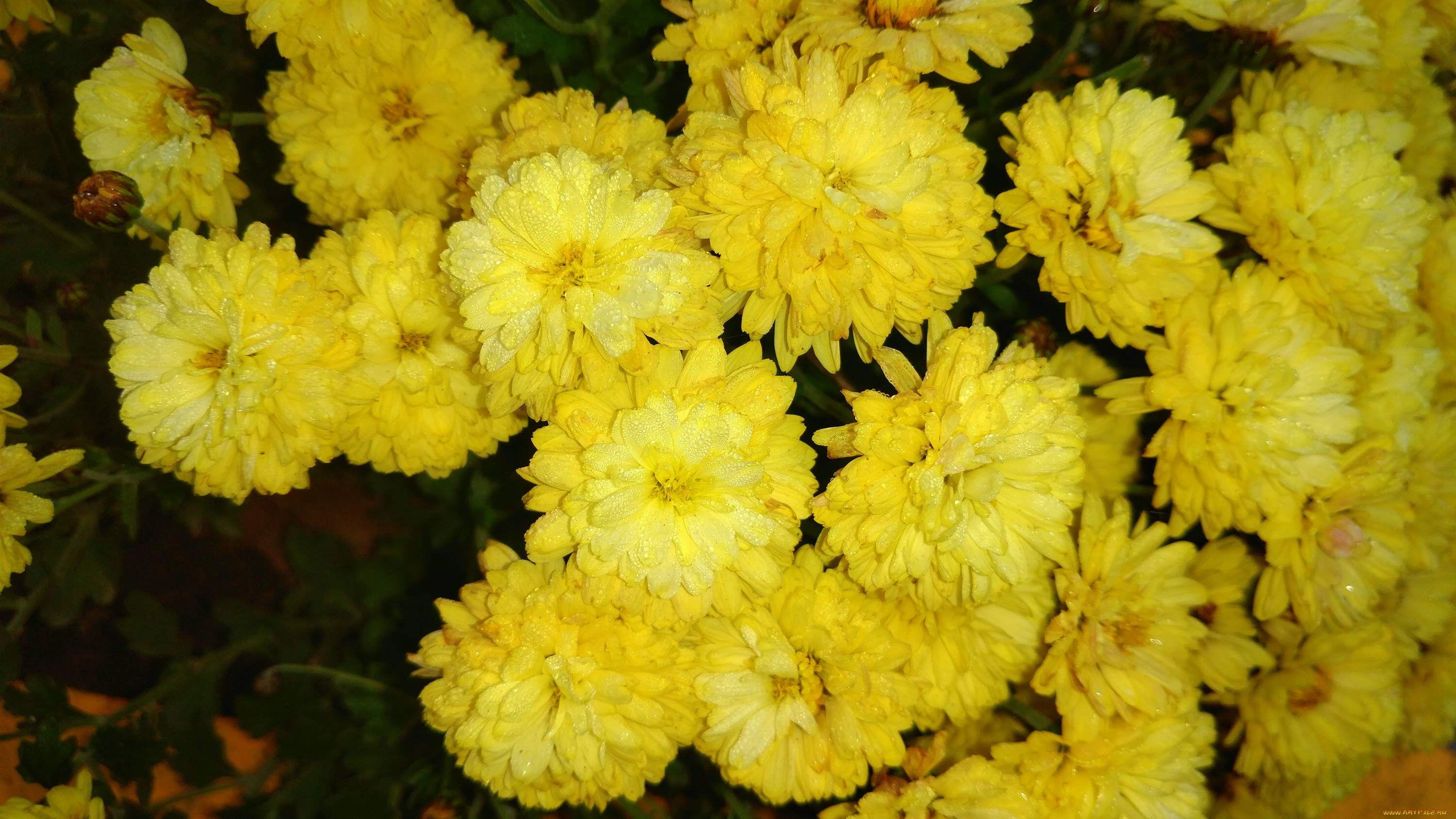 цветы, хризантемы, жёлтые