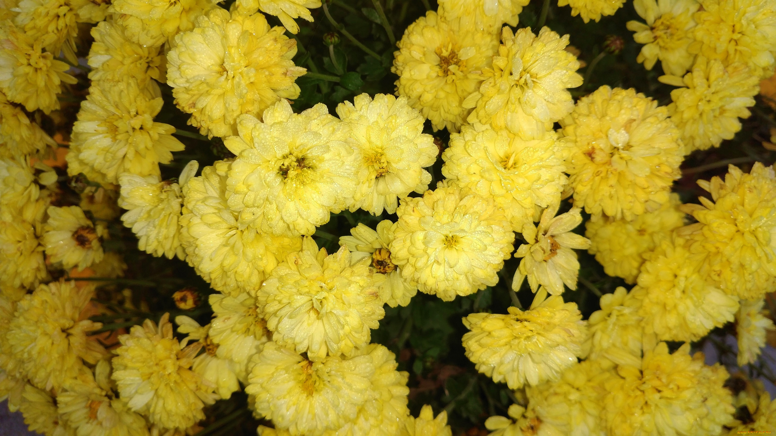 цветы, хризантемы, жёлтые