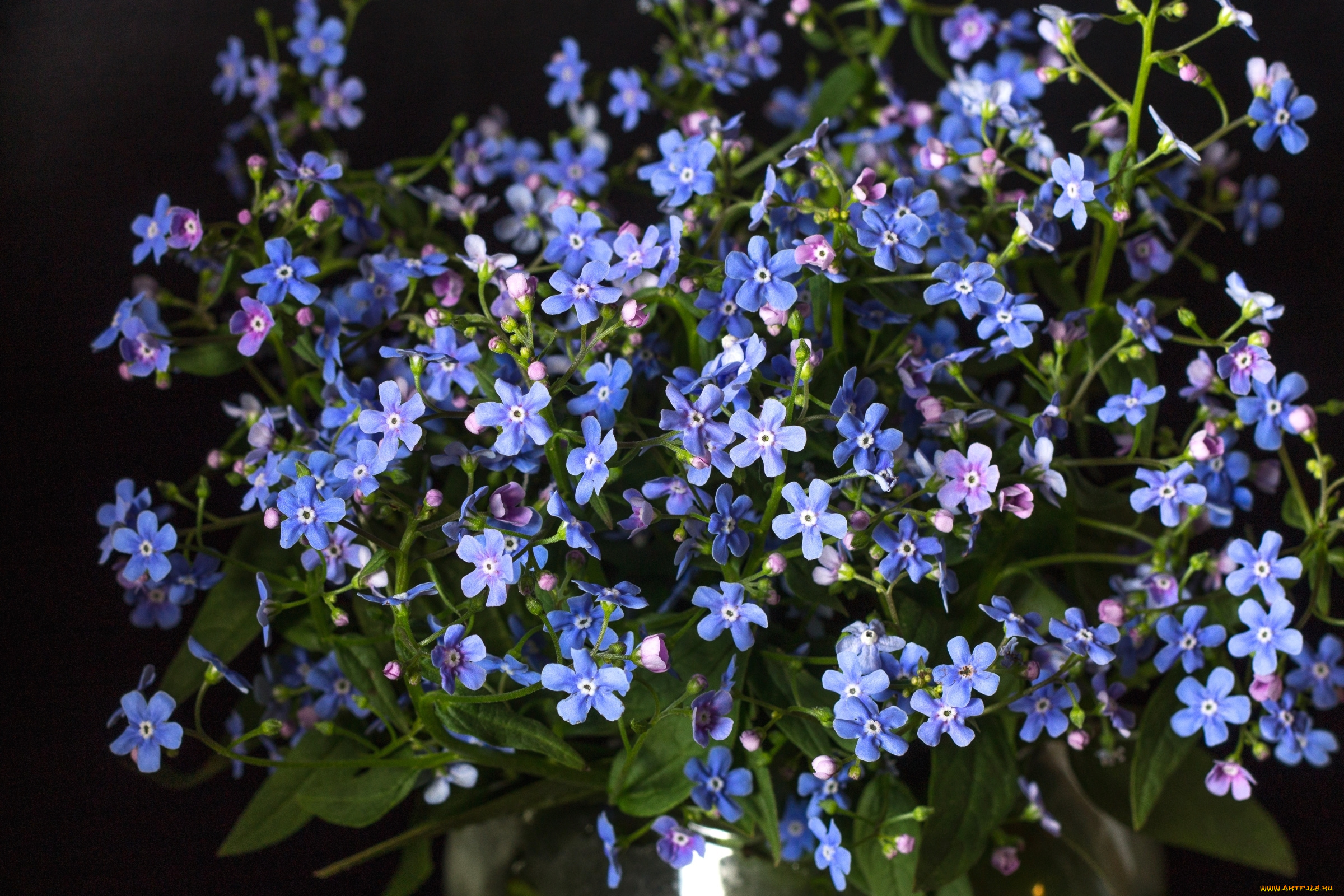 цветы, незабудки, голубой, макро