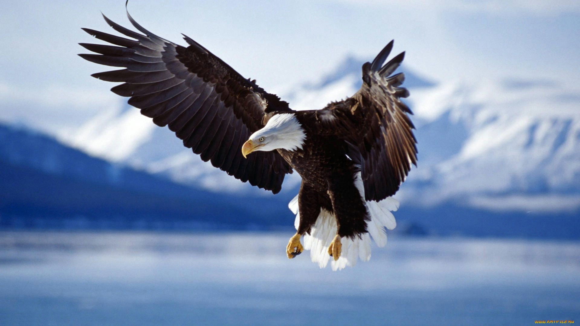животные, птицы, -, хищники, орел, полет, горы, снег, озеро